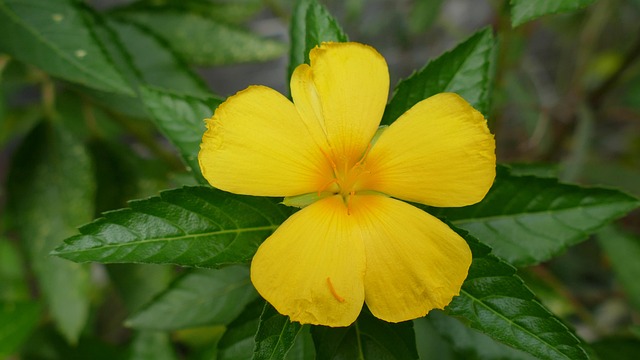 Gd96b7af131593c5db28dc802bf4343be17c9d95f581a515593cce5060603a2b6bb13c1c05a65b82e91f3d8fc5d888b8ee296cb00b84ef986d22e8892e73708e1 640